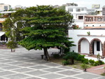 Ausflug Santo Domingo  Baum auf dem Plaza de España in der Altstadt von Santo Domingo (DOM).